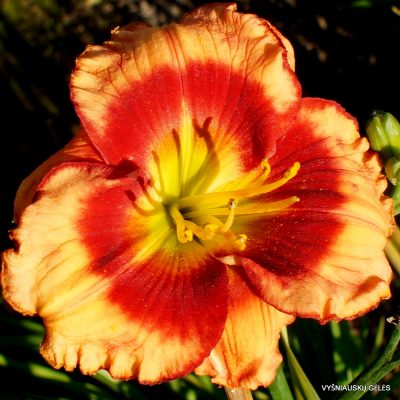 Daylily ‘Last Fool Standing’