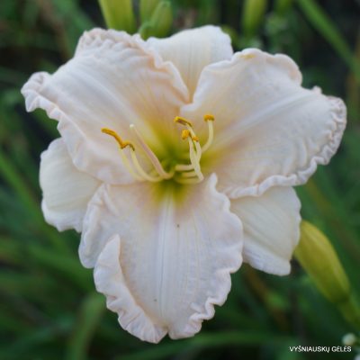 Daylily ‘Let Me Be Clear’