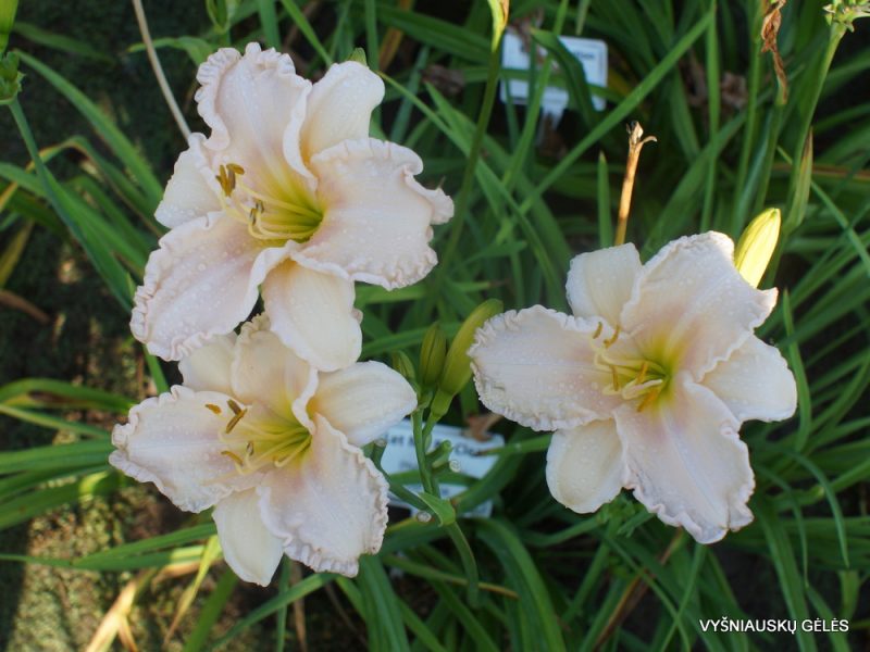 Daylily 'Let Me Be Clear' (3)