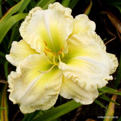 Hemerocallis 'Carol Van Sciver' (2)