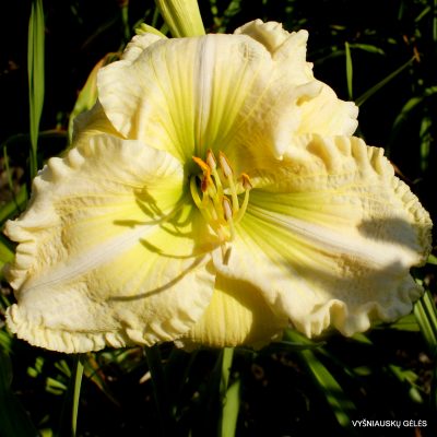 Hemerocallis 'Carol Van Sciver'