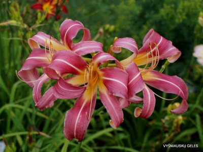Hemerocallis 'Crabtree Falls' (2)