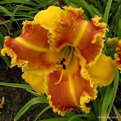 Daylily 'Crocodile Rock' (2)