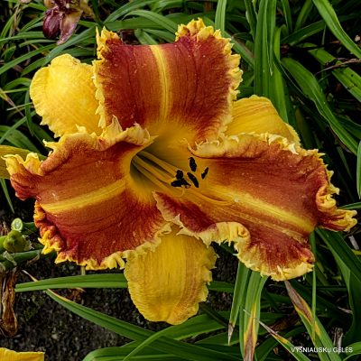 Daylily 'Crocodile Rock'