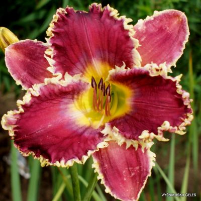 Daylily 'Fangs To You' (2)