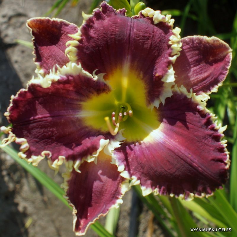 Daylily 'Fangs To You' (3)