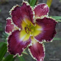 Daylily 'Fangs To You'