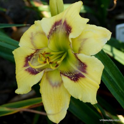 Daylily ‘Four Beasts in One’
