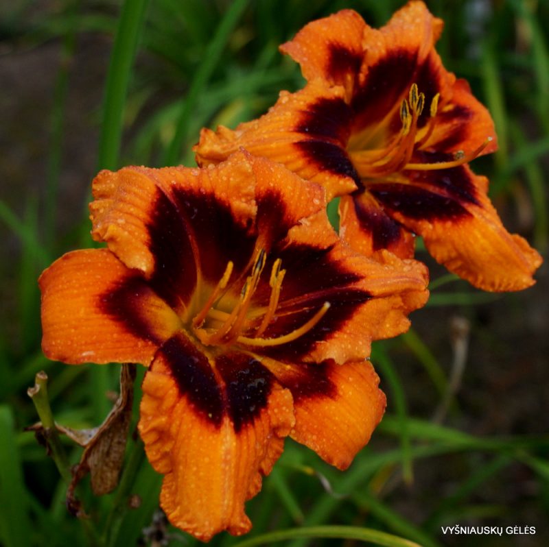Daylily 'Heavenly Bengal Tiger' (2)