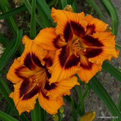 Daylily 'Heavenly Bengal Tiger' (2)