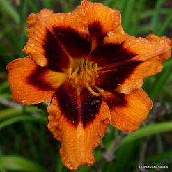 Daylily 'Heavenly Bengal Tiger'
