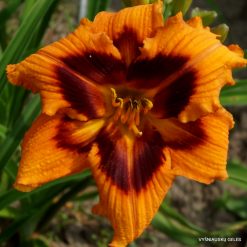 Daylily 'Heavenly Bengal Tiger'