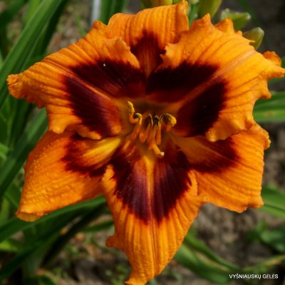 Daylily ‘Heavenly Bengal Tiger’