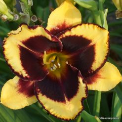 Daylily 'Magnify the Lord'
