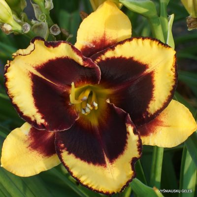 Daylily ‘Magnify the Lord’