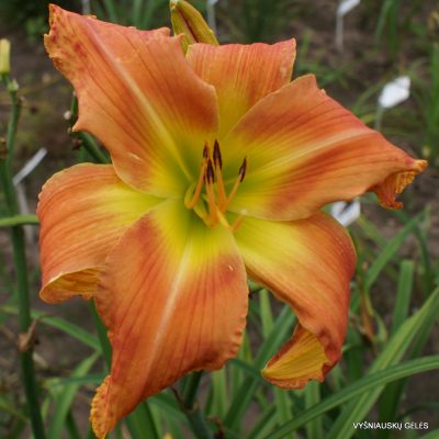 Daylily ‘Mean Green’