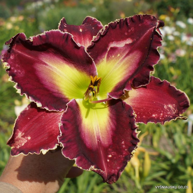 Daylily 'Monster Quest' (2)