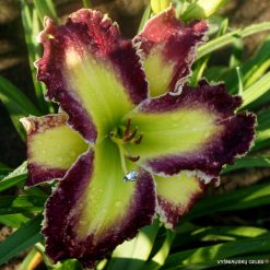 Daylily 'Monster Quest'
