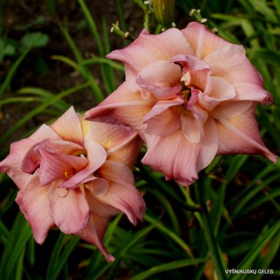 Daylily 'Music of the Master' (3)