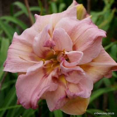 Daylily ‘Music of the Master’