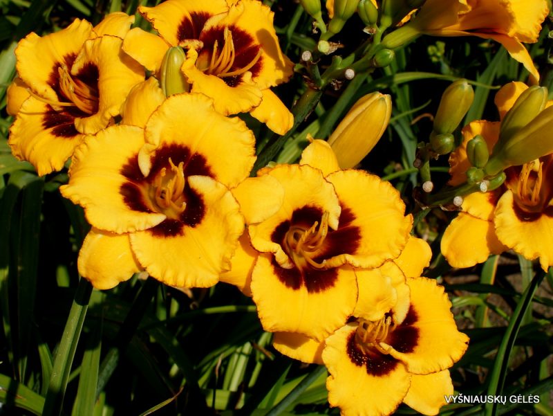 Daylily 'Now and Zen' (3)