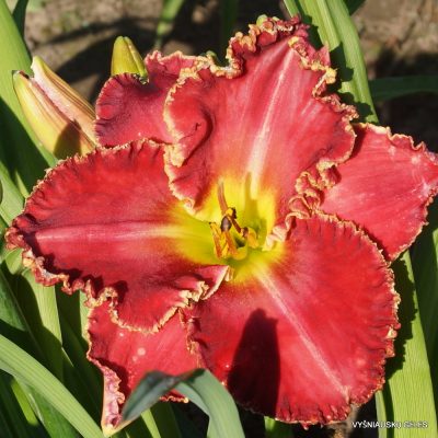 Daylily 'Painting the Roses Red'