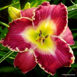 Daylily 'Quality of Life'