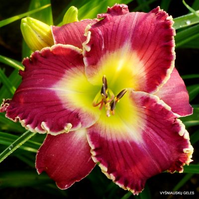 Daylily ‘Quality of Life’