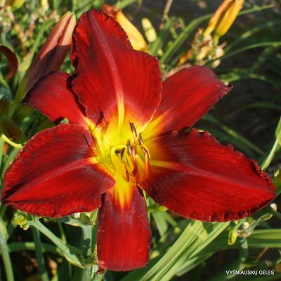Daylily 'Red Tailed Hawk'