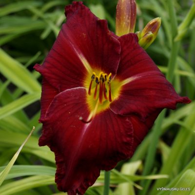 Daylily 'Ruth Oliver'