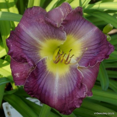 Daylily ‘Searching for Blue’