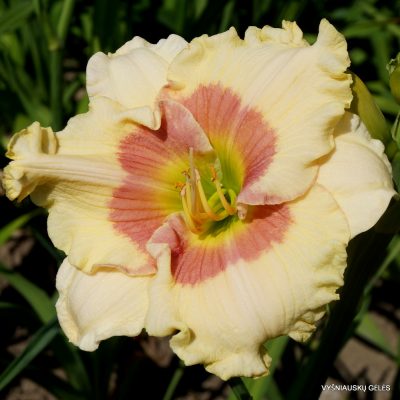 Daylily 'Shirley Goodness and Mercy'
