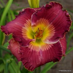 Daylily 'Smile For Me Phyllis'
