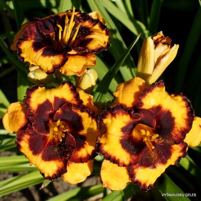 Daylily ‘Spacecoast Pansy Pinafore’ (2)