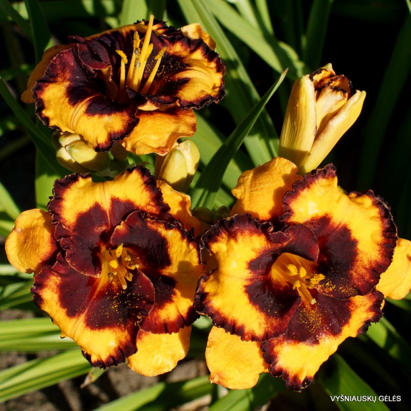 Daylily 'Spacecoast Pansy Pinafore' (2)