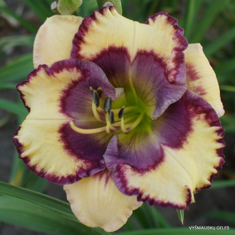 Daylily 'Stenciled Infusion' (3)