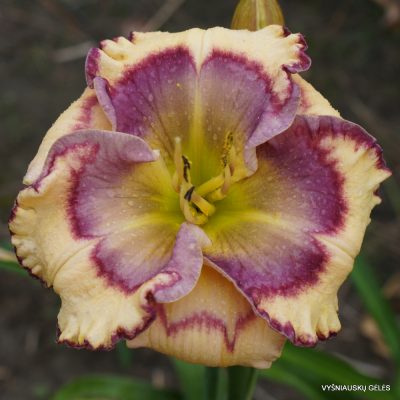 Daylily ‘Stenciled Infusion’