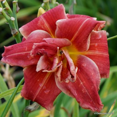 Daylily 'Tequila Rose' (2)