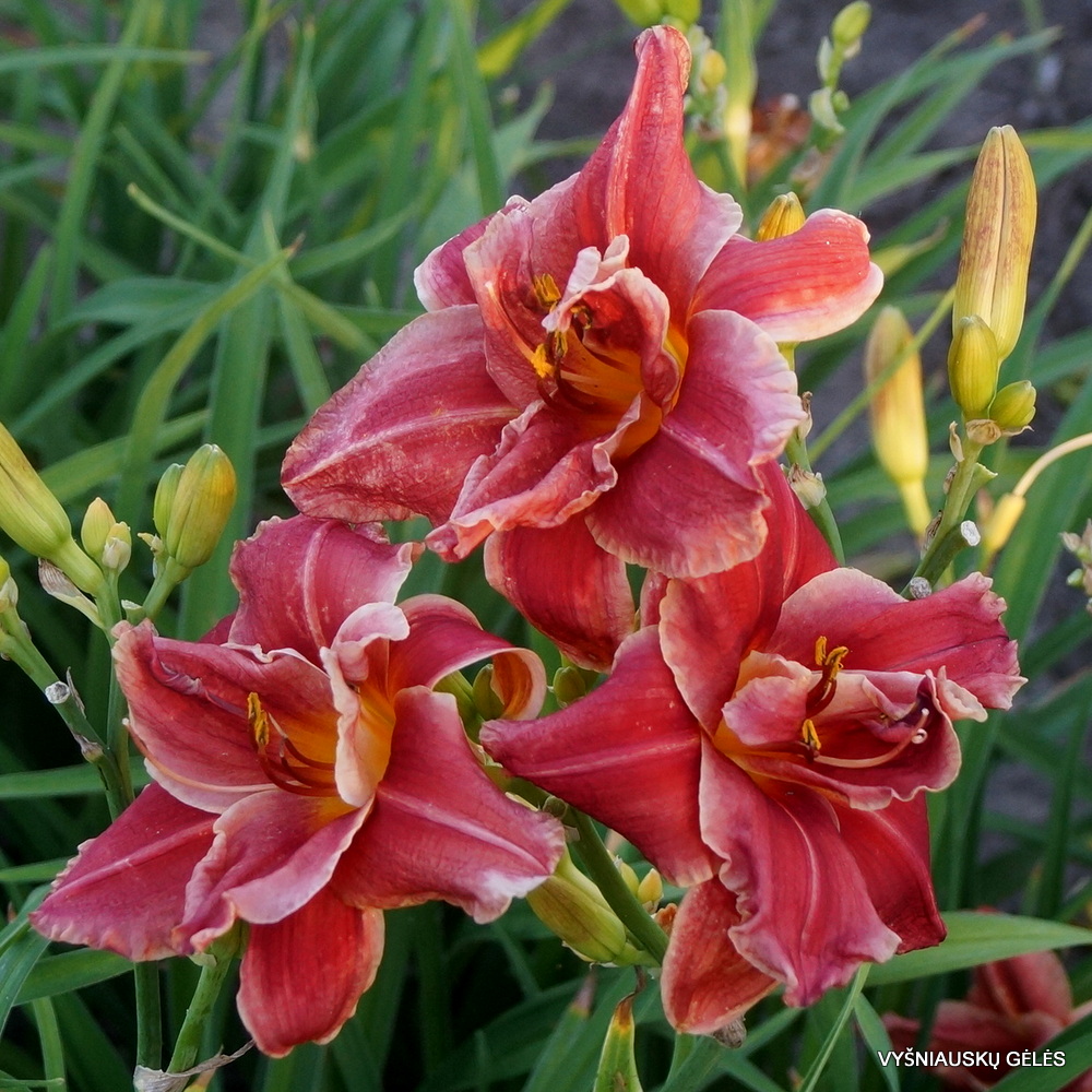 Daylily 'Tequila Rose' (3)