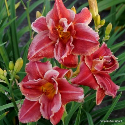 Daylily 'Tequila Rose' (4)