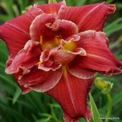 Daylily 'Tequila Rose'