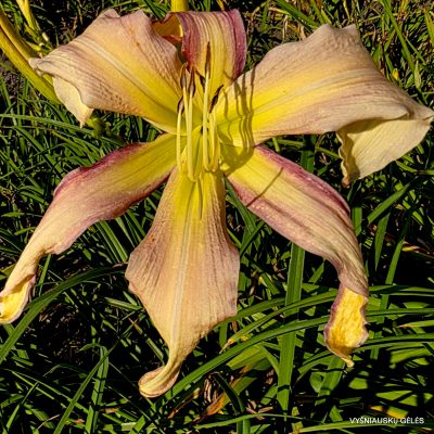 Daylily 'Thank You Dad'
