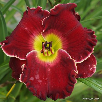 Daylily 'The Blessing of Freedom'
