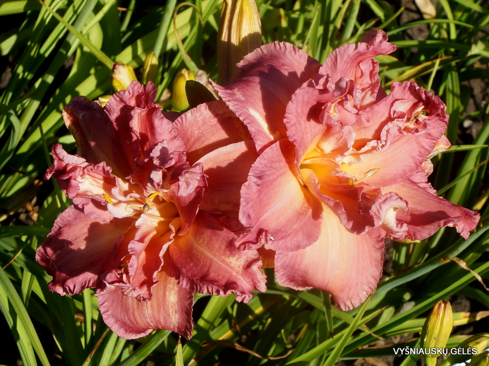 Daylily 'Time to See' (2)