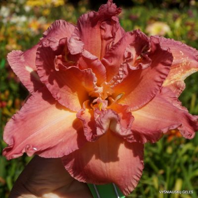 Daylily 'Time to See'