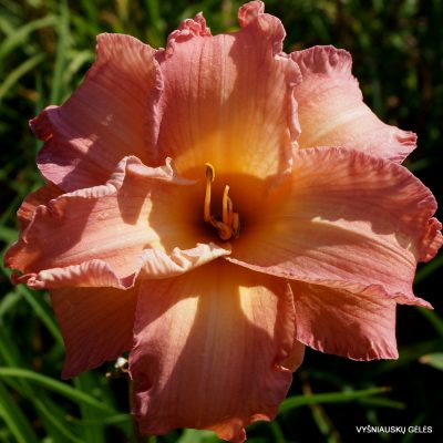 Daylily ‘Time to See’