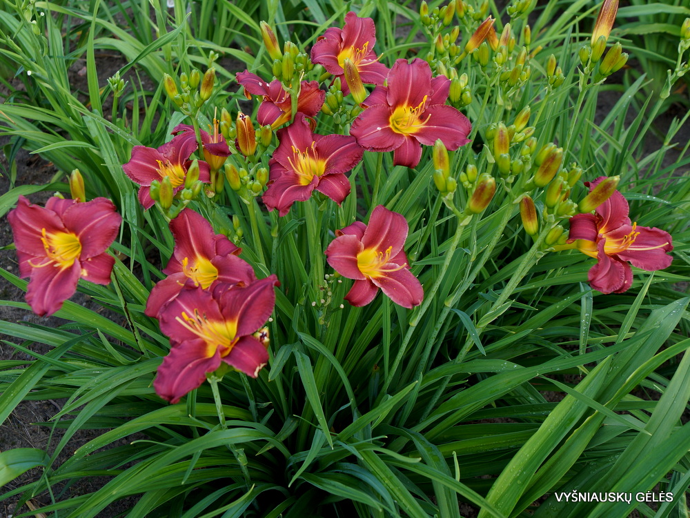 Daylily 'Trixie Delight' (5)