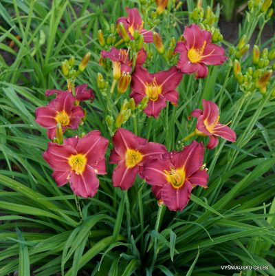 Daylily ‘Trixie Delight’