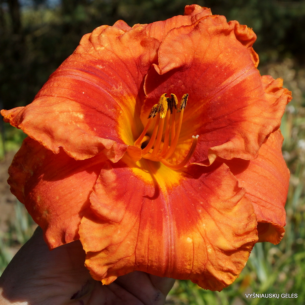 Daylily 'Tropical Fruit Loop' (2)