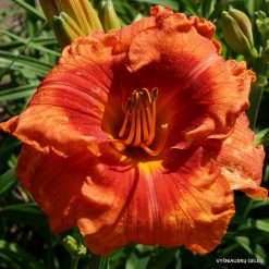 Daylily 'Tropical Fruit Loop'
